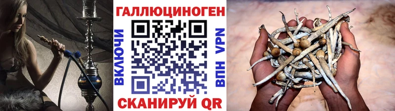Псилоцибиновые грибы Cubensis  Купить закладки  Кузнецк 